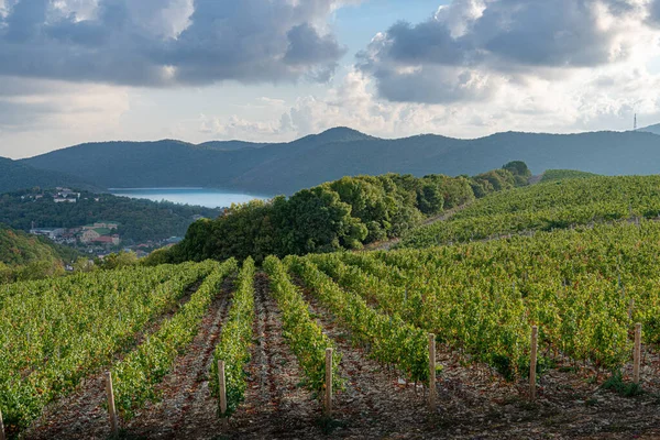 Cosecha Extensas Plantaciones Uva Zona Montañosa Cerca Del Pueblo Abrau Imágenes De Stock Sin Royalties Gratis