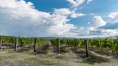 Abrau-Durso köyü yakınlarındaki dağlık alanda geniş üzüm tarlaları hasat ediliyor.