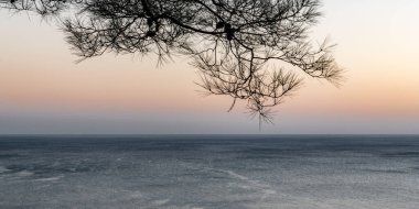 Bir çam ağacının dalları arasından Karadeniz kıyısında gün batımını görebilirsiniz.