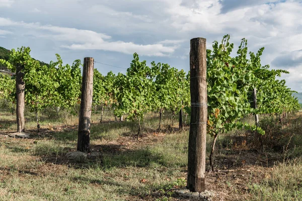 Cosecha Extensas Plantaciones Uva Zona Montañosa Cerca Del Pueblo Abrau —  Fotos de Stock