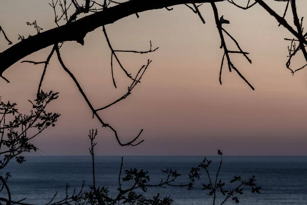 Bir çam ağacının dalları arasından Karadeniz kıyısında gün batımını görebilirsiniz.