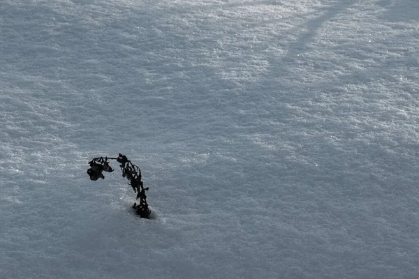 Stem Dry Plant Protrudes Deep Snowdrift Winter Forest Clearing — Stock Photo, Image