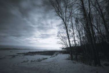 Batan güneşin son ışınları bir kış ormanı gölünün kıyısındaki huş ağacının kenarını aydınlatıyor..