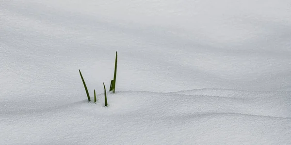 冬の森の端の深い雪の下から緑の草のブレードが勃発します — ストック写真