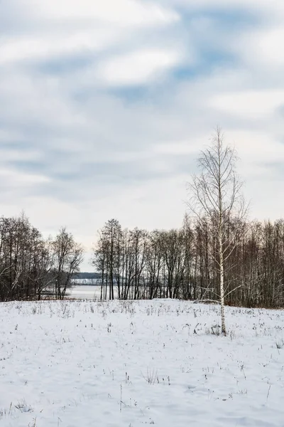 Abedul Borde Campo Cubierto Nieve Que Bordea Lago Forestal — Foto de Stock