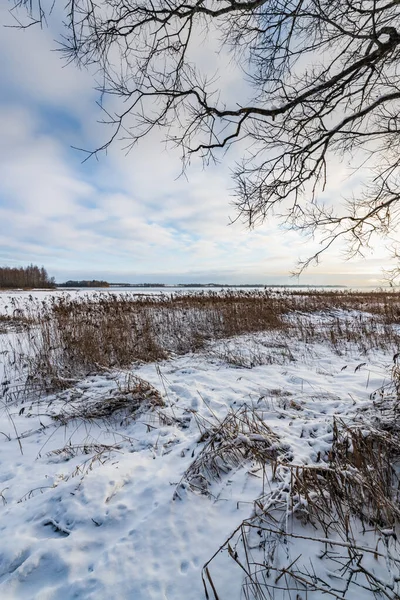夕日の最後の光線は冬の森の湖の端に白樺林の端を照らす — ストック写真