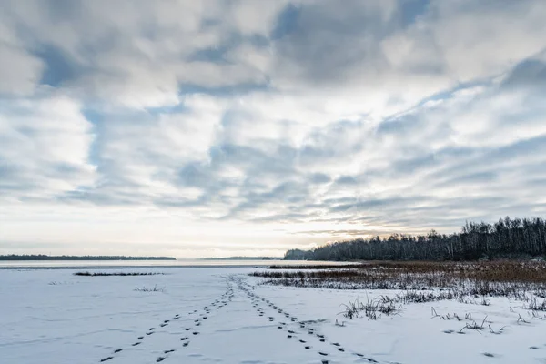 Long chains of footprints go beyond the horizon on the thin fresh ice of a forest lake among dry reeds