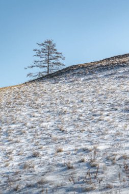 Olkhon adasındaki karla kaplı bozkırda, yamaçta yalnız bir tarla kuşu..