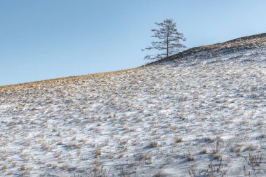 Olkhon adasındaki karla kaplı bozkırda, yamaçta yalnız bir tarla kuşu..