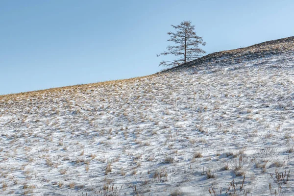 Olkhon adasındaki karla kaplı bozkırda, yamaçta yalnız bir tarla kuşu..