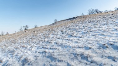 Olkhon adasının kuzeyindeki bozkırda karla kaplı bir tepenin yamacında nadir bulunan genç tarla ağaçları..