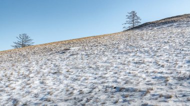 Olkhon adasının kuzeyindeki bozkırda karla kaplı bir tepenin yamacında nadir bulunan genç tarla ağaçları..