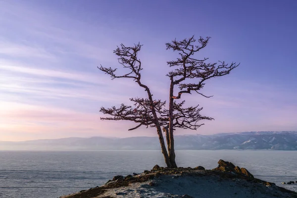 Ett Ensamt Träd Hög Klippa Khuzhir Bay Belyses Solens Strålar Stockbild