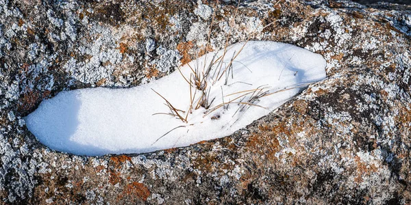 Суха Трава Росте Порожнині Самотній Скелі Вибухає Під Снігу Тепле — стокове фото