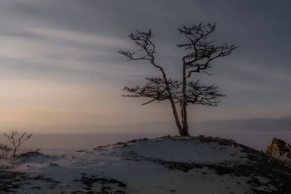 Árbol Solitario Una Roca Alta Bahía Khuzhir Iluminado Por Los — Foto de Stock