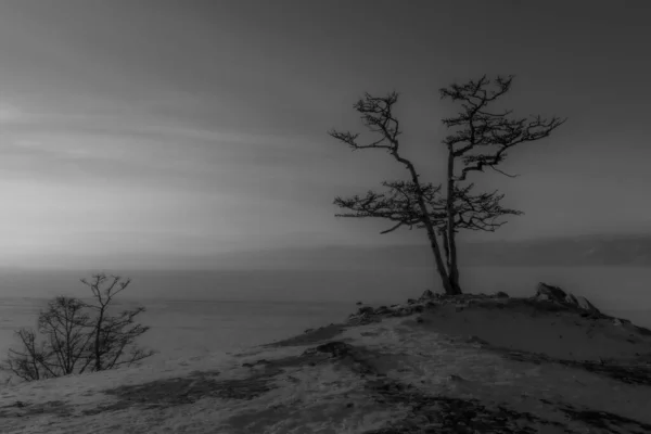 Árbol Solitario Una Roca Alta Bahía Khuzhir Iluminado Por Los — Foto de Stock