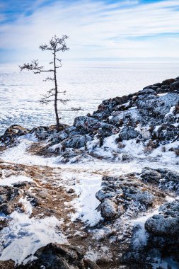 Tazheran bozkırının kıyısındaki Baykal Gölü 'nün dik yamacında yalnız bir tarla kuşu duruyor..