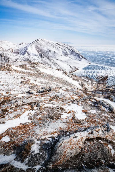 Lone Larch Stands Steep Slope Lake Baikal Edge Tazheran Steppe — Stock Photo, Image