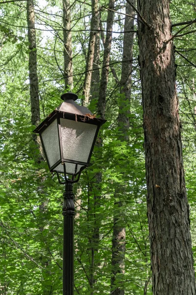 Lantern on a shady forest alley