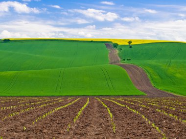 Countryside of Moravia clipart