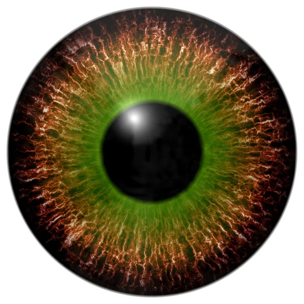 Braune grüne Augen-Iris — Stockfoto