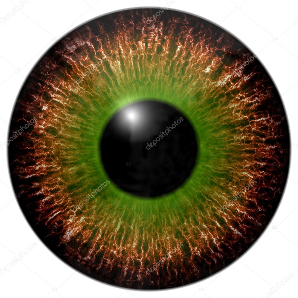 Brown green eye iris
