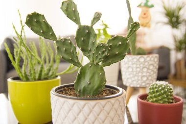 Farklı kaplarda çeşitli kaktüslerin ve sulu bitkilerin toplanması