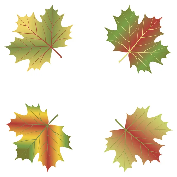 Maple leaf set isolated on white background. — Stock Vector