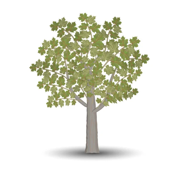 Lönn träd isolerad på vit bakgrund. — Stock vektor