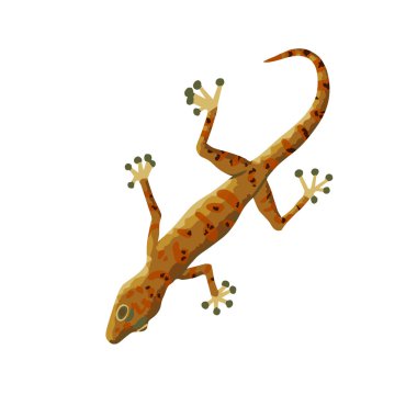 Gecko beyaz arkaplanda izole edildi. 