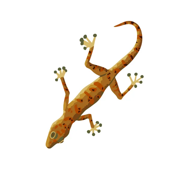 Gecko aislado sobre fondo blanco. — Vector de stock