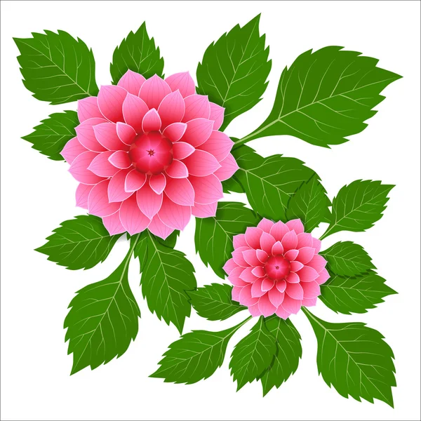 Dahlia flor rosa . —  Vetores de Stock