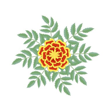 Tagetes patula çiçek. Vektör çizim