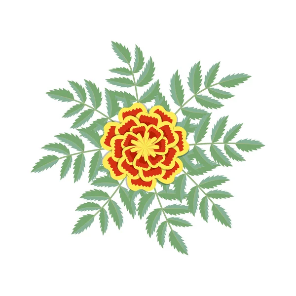 Tagetes patula çiçek. Vektör çizim