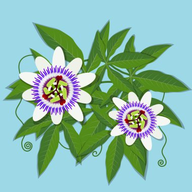 Passiflora caerulea beyaz çiçek. Vektör çizim