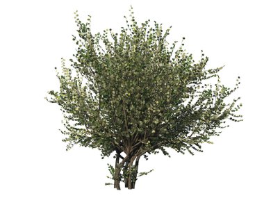 Fındık ağacı. Beyaz arka planda izole edilmiş. 3B resimleme.