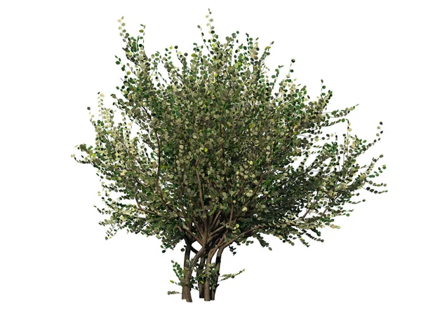 Fındık ağacı. Beyaz arka planda izole edilmiş. 3B resimleme.