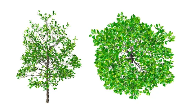 クルセウス ルブラの木 白い背景に隔離されている 3Dレンダリング図 — ストック写真