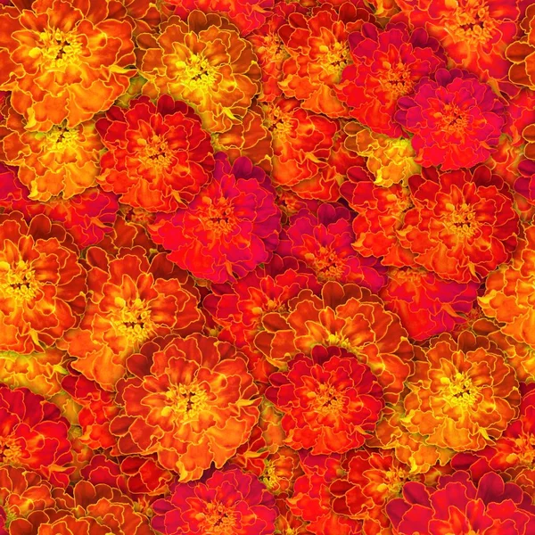 Πολύχρωμο Φόντο Λουλούδι Tagetes Patula Σχέδιο Χωρίς Ραφή — Φωτογραφία Αρχείου
