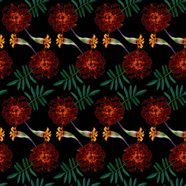 Бесшовный Рисунок Коричневым Tagetes Patula Французская Мэриголд Цветы Зеленые Листья — стоковое фото