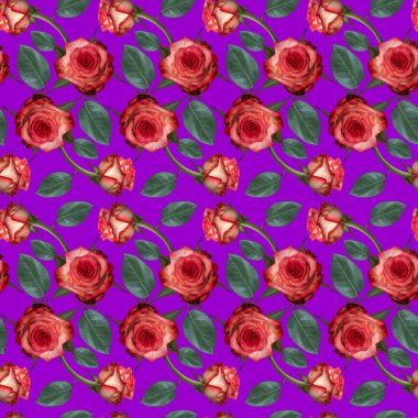 Pembe gül çiçekleri ve mor arka planda yeşil yapraklı pürüzsüz desenler. Sonsuz renkli çiçek desenli. Raster illüstrasyonu.
