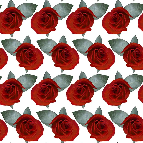 Bezproblémový Vzor Červenými Květy Růží Zelenými Listy Bílém Pozadí Nekonečná — Stock fotografie