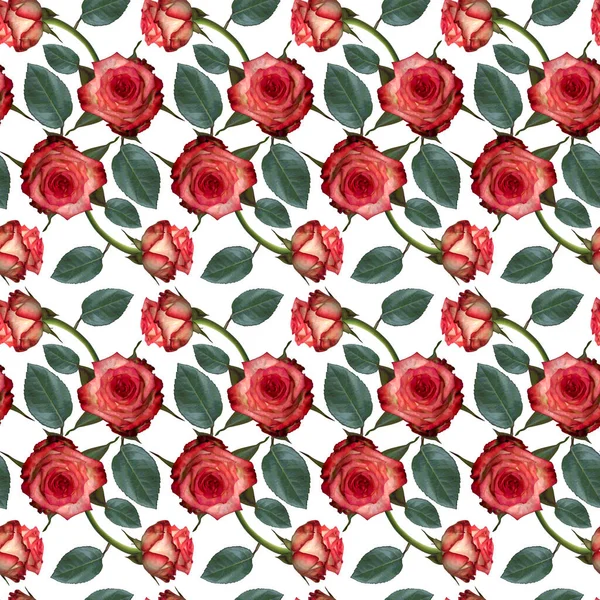 Bezproblémový Vzor Růžovými Květy Růží Zelenými Listy Bílém Pozadí Nekonečná — Stock fotografie