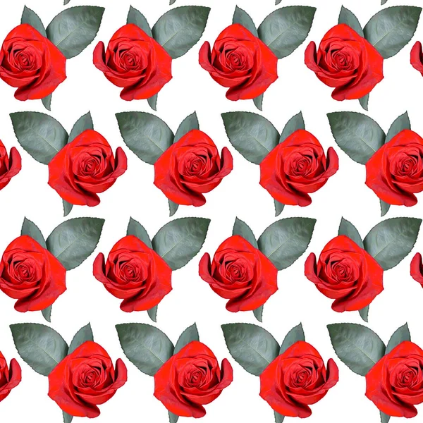 Kırmızı Gül Çiçekleri Beyaz Arka Planda Yeşil Yapraklı Pürüzsüz Desenler — Stok fotoğraf