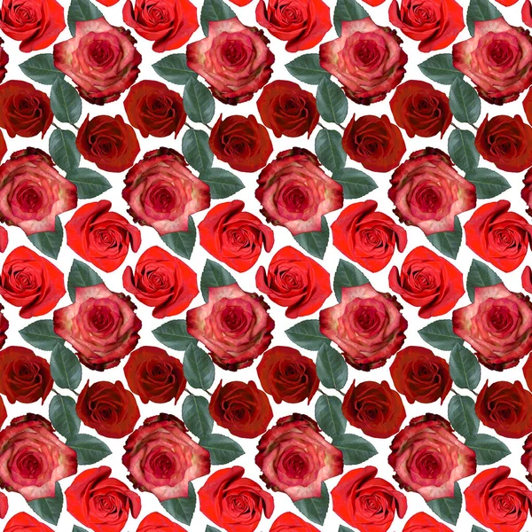 Bezproblémový Vzor Červenými Růžovými Květy Růží Zelenými Listy Bílém Pozadí — Stock fotografie