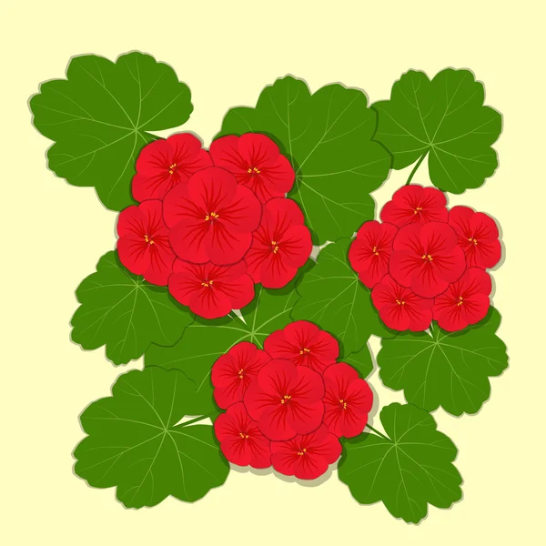 Geranium κόκκινο λουλούδι — Διανυσματικό Αρχείο
