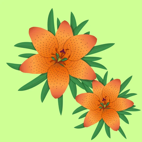 Lilium bulbiferum, lírio flor de laranja . —  Vetores de Stock
