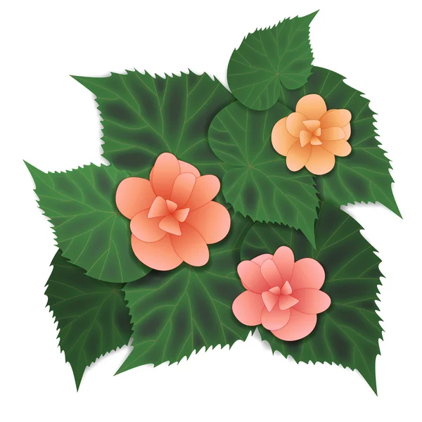 Begonia flor rosa. Ilustração vetorial . —  Vetores de Stock