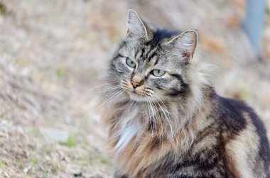 Güzel bir kedinin portresi.