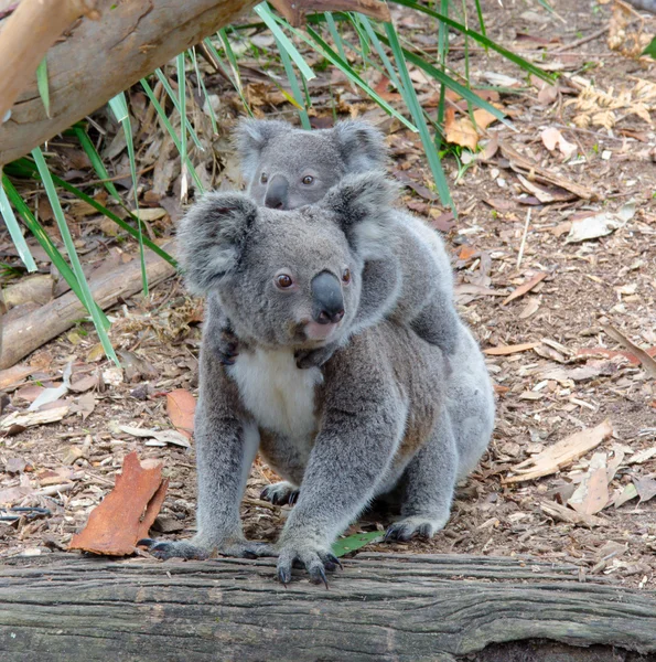 Koala y bebé Koala — Foto de Stock